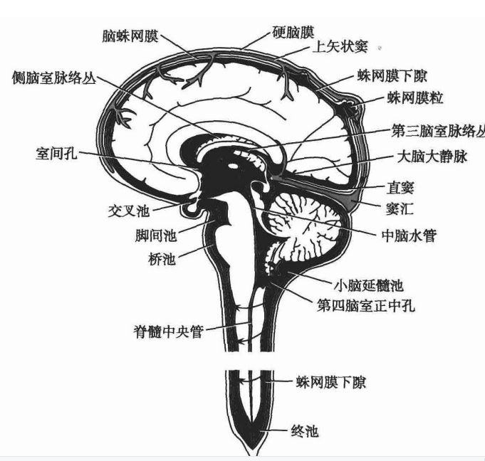fissure是什么意思_fissure_fissure翻译
