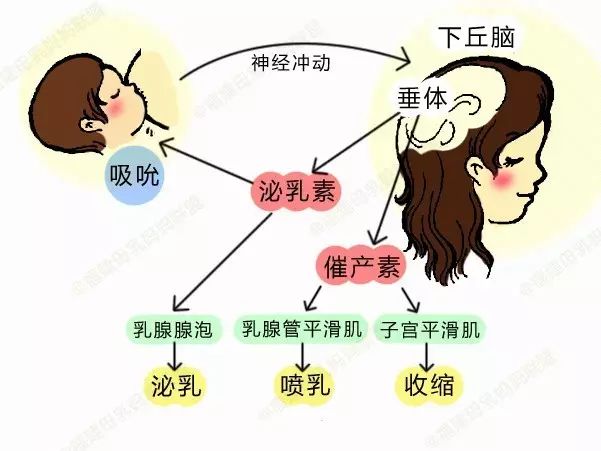 哺育的拼音_哺育_哺育的意思