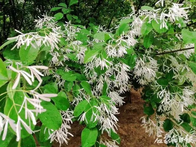 秀水公园大门_秀水公园_秀水公园里有什么好玩的