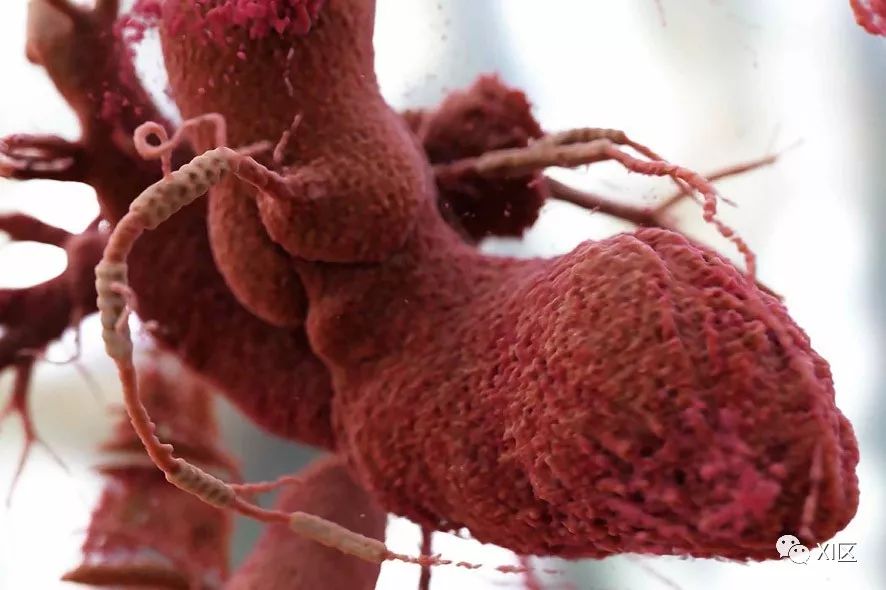 arteries_arteries翻译成中文_veins