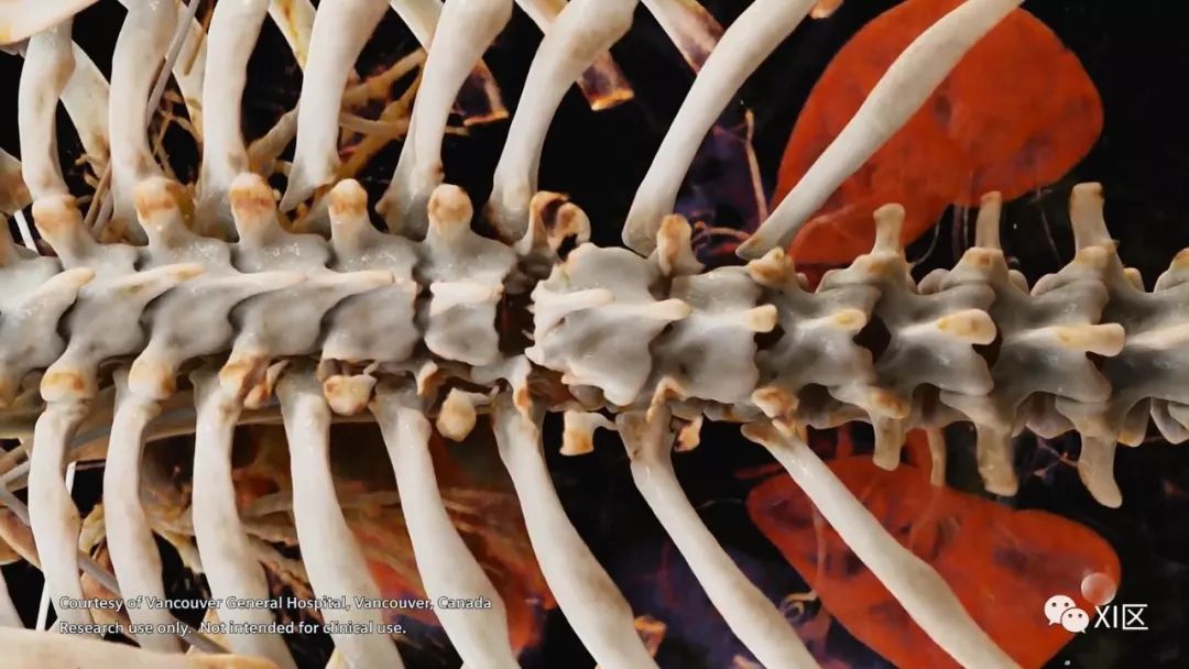 veins_arteries_arteries翻译成中文