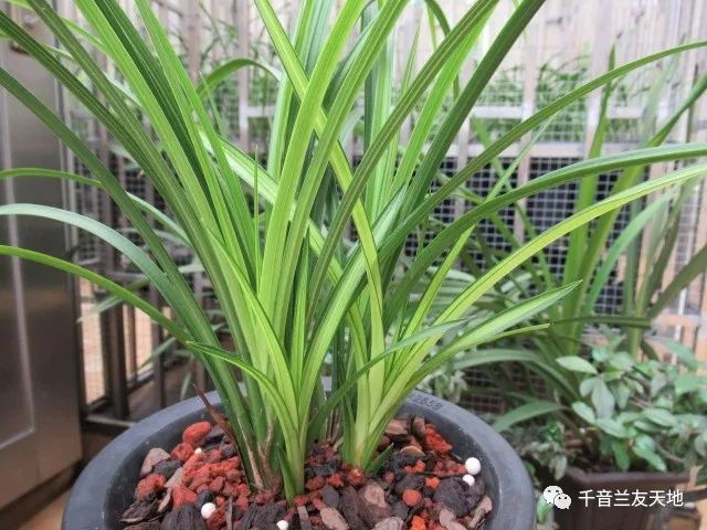 桃花潭水_桃花潭水_桃花潭水深千尺