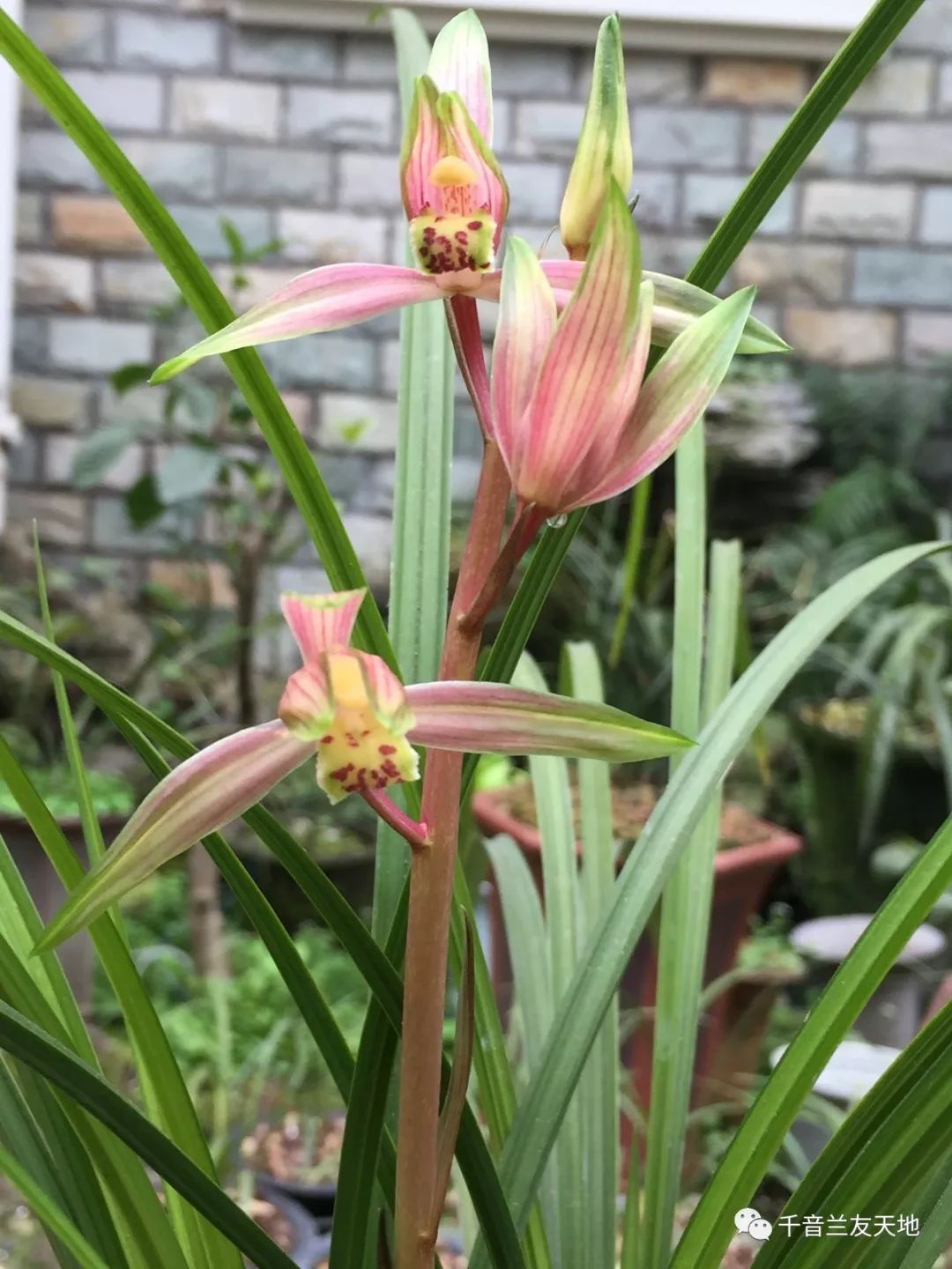 桃花潭水深千尺_桃花潭水_桃花潭水