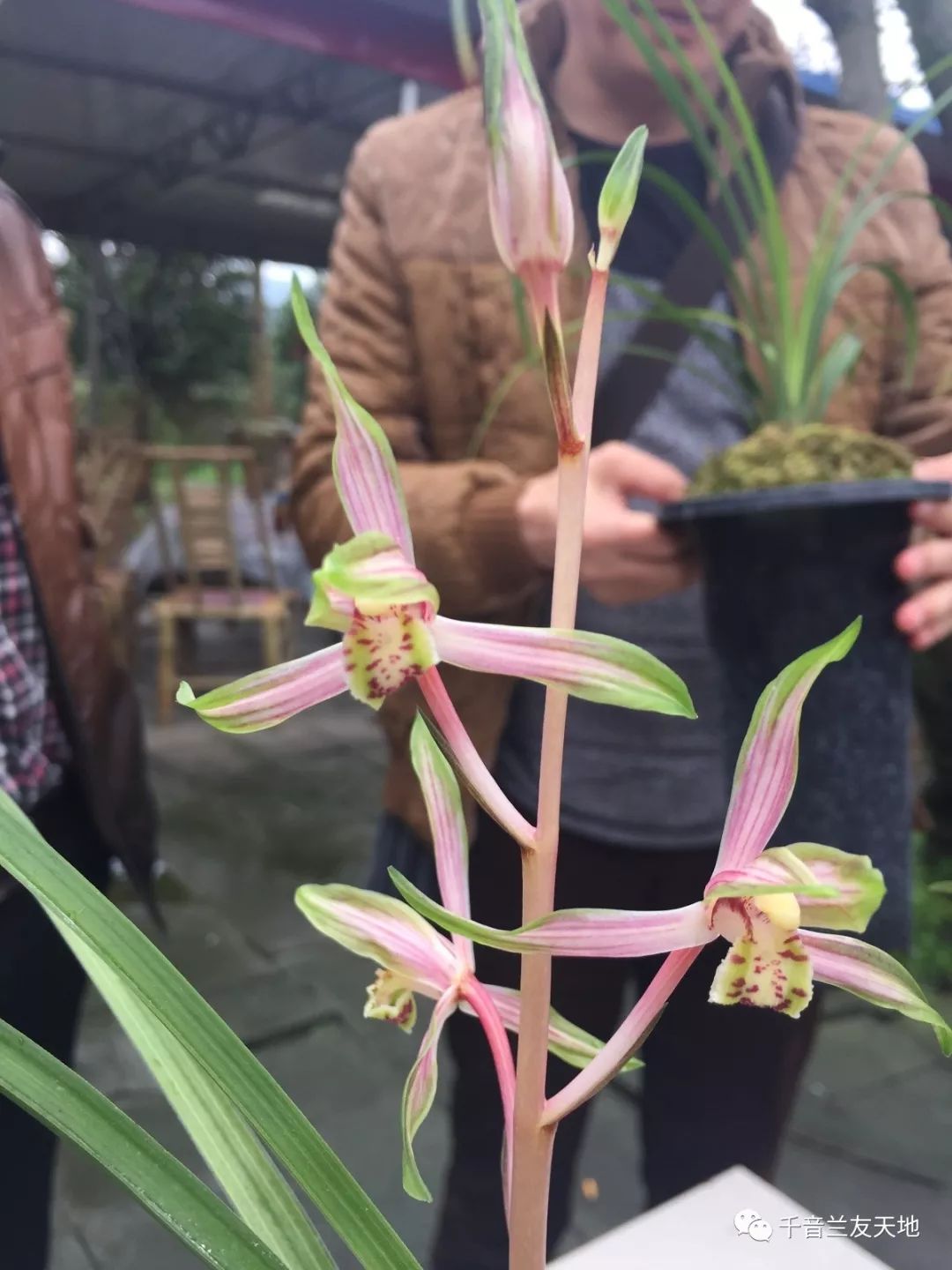 桃花潭水_桃花潭水深千尺_桃花潭水