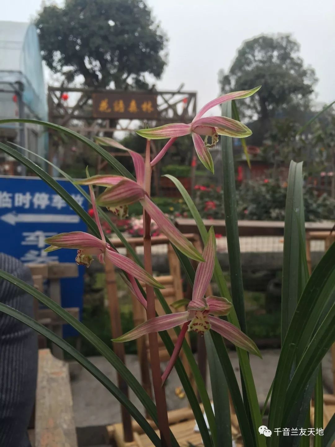 桃花潭水深千尺_桃花潭水_桃花潭水