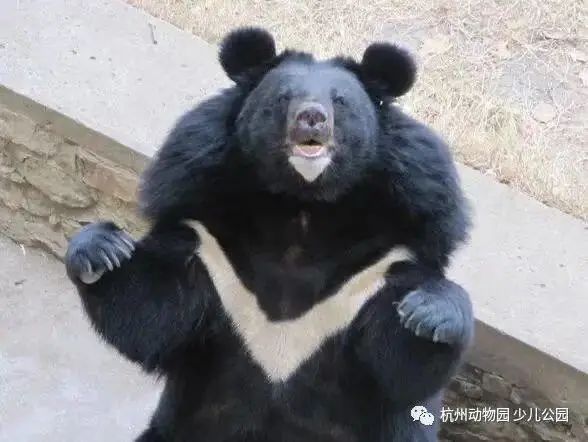 reiterate_iterate_reiterated翻译
