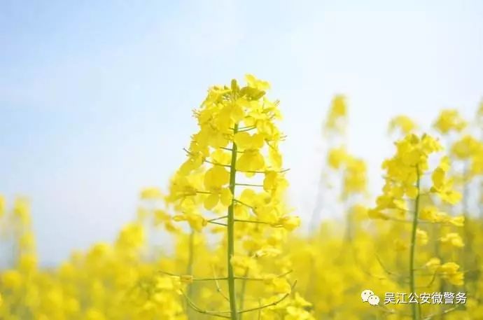 乘兴而行_乘兴而行的意思_乘兴
