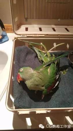 parrots中文翻译_parrots是什么意思_parrots