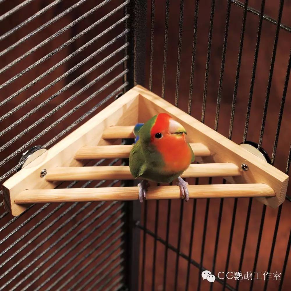 parrots_parrots是什么意思_parrots中文翻译