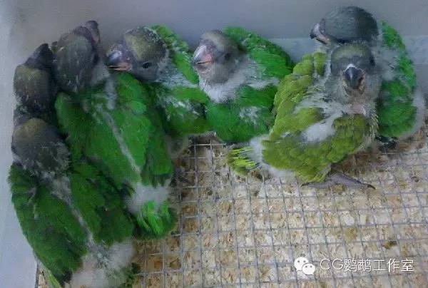 parrots_parrots中文翻译_parrots是什么意思