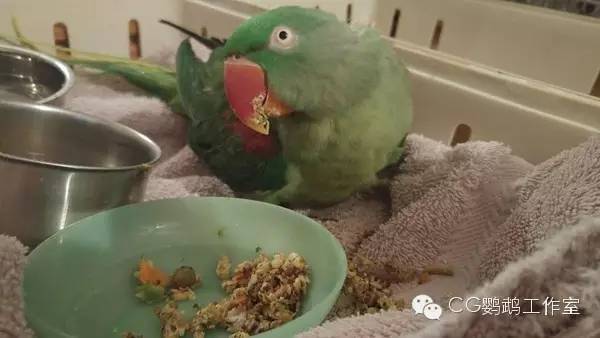 parrots中文翻译_parrots是什么意思_parrots