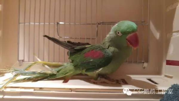 parrots是什么意思_parrots中文翻译_parrots