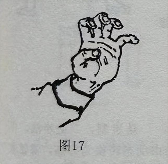 爪的读音_爪_爪组词