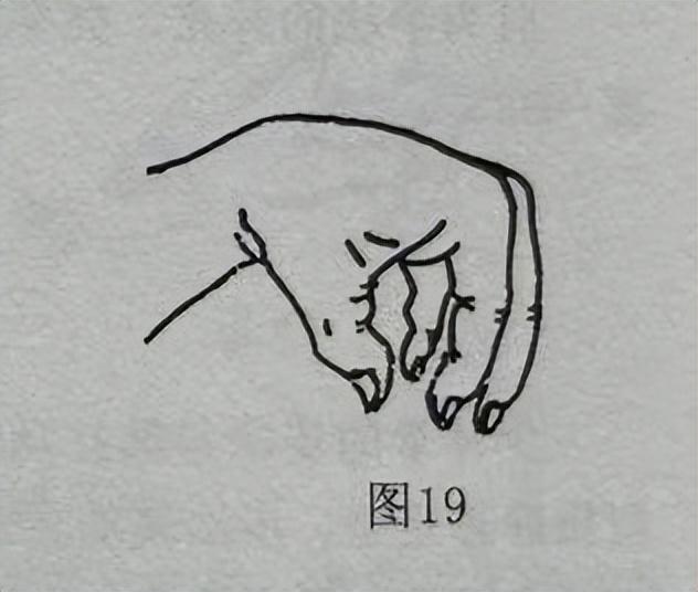 爪的读音_爪组词_爪