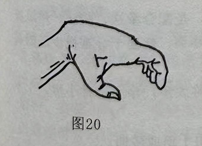 爪_爪的读音_爪组词