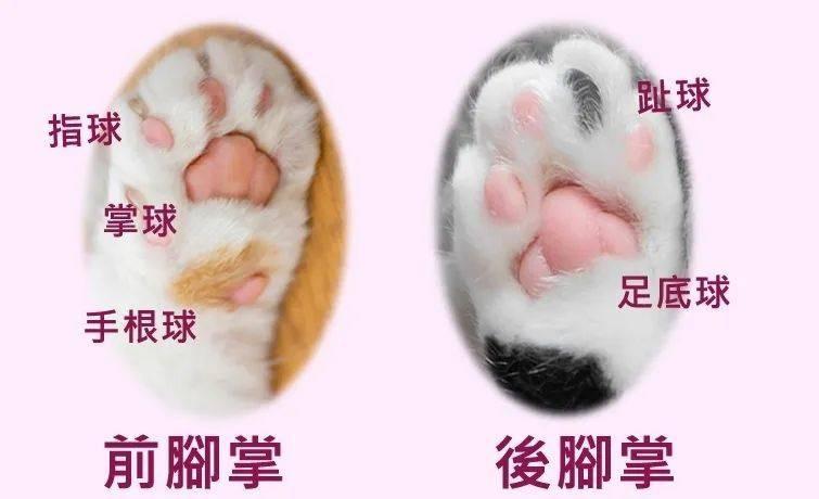 爪_爪组词_爪的读音