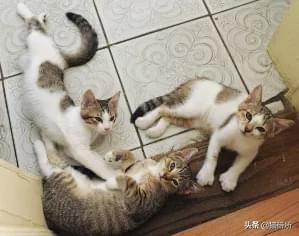 爪组词_爪_爪的读音