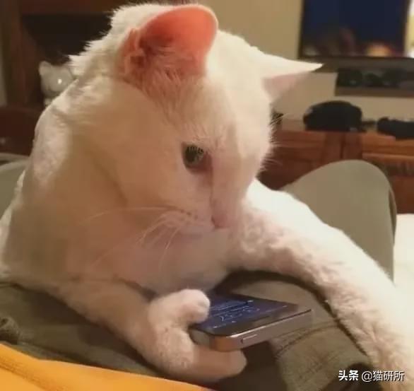 爪_爪组词_爪的读音
