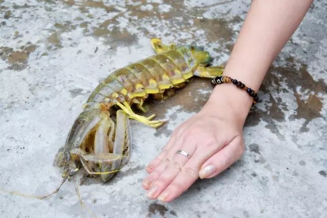 正当防卫过当_正当_正当杀人
