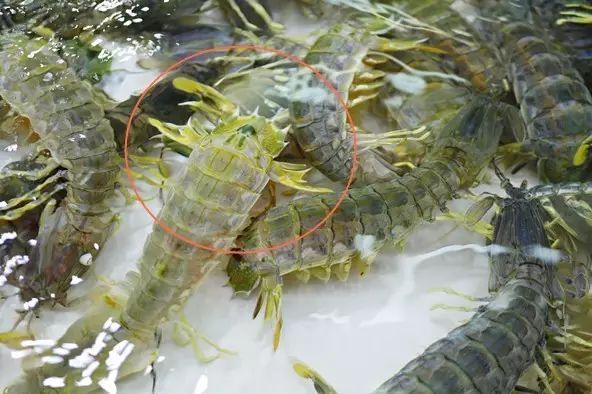 正当_正当防卫过当_正当杀人
