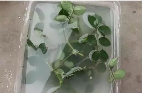 羡煞旁人_羡煞旁人意思_羡煞旁人和羡煞旁人