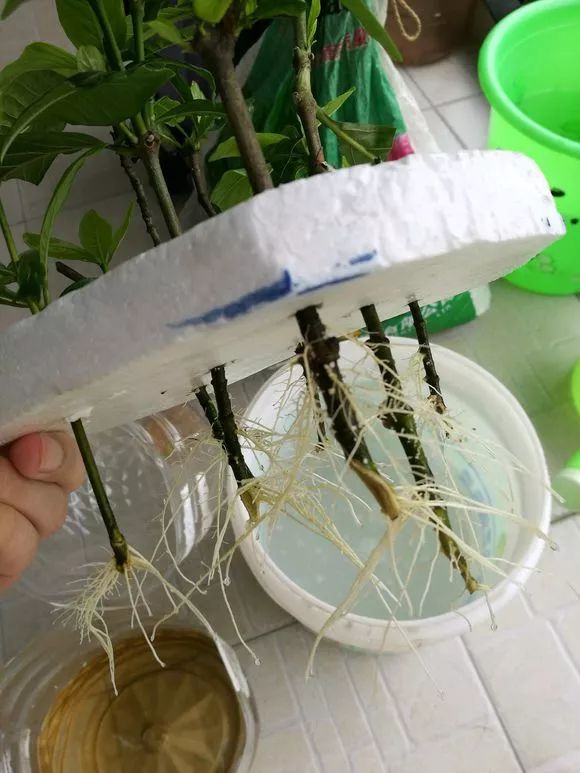 羡煞旁人_羡煞旁人和羡煞旁人_羡煞旁人意思