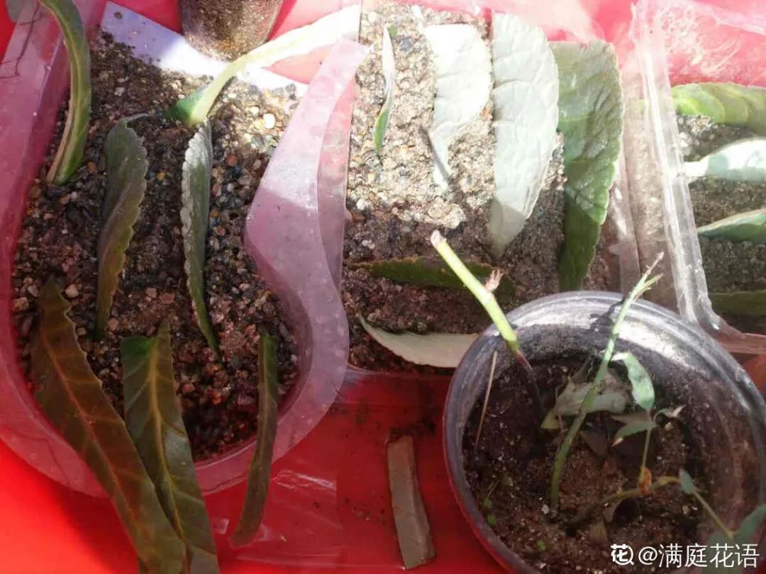 羡煞旁人和羡煞旁人_羡煞旁人意思_羡煞旁人