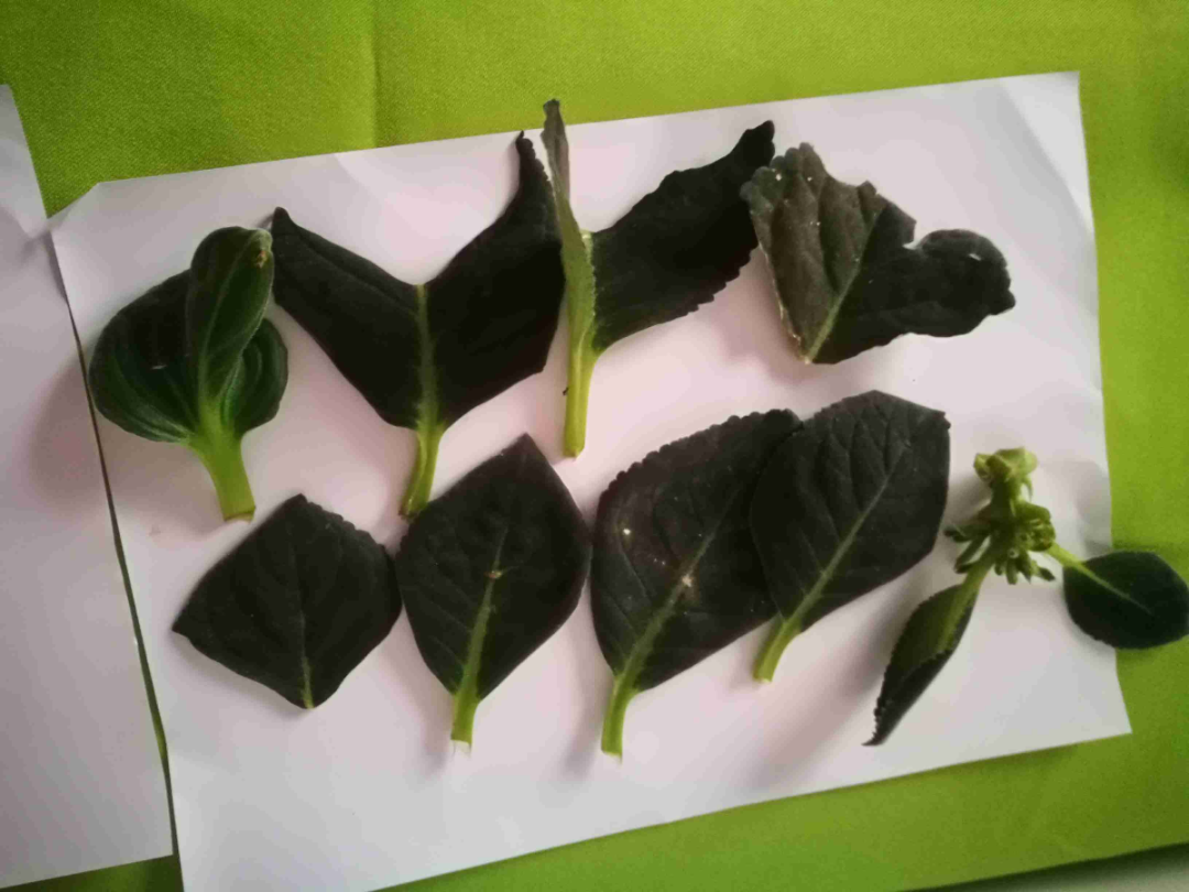 羡煞旁人意思_羡煞旁人_羡煞旁人和羡煞旁人