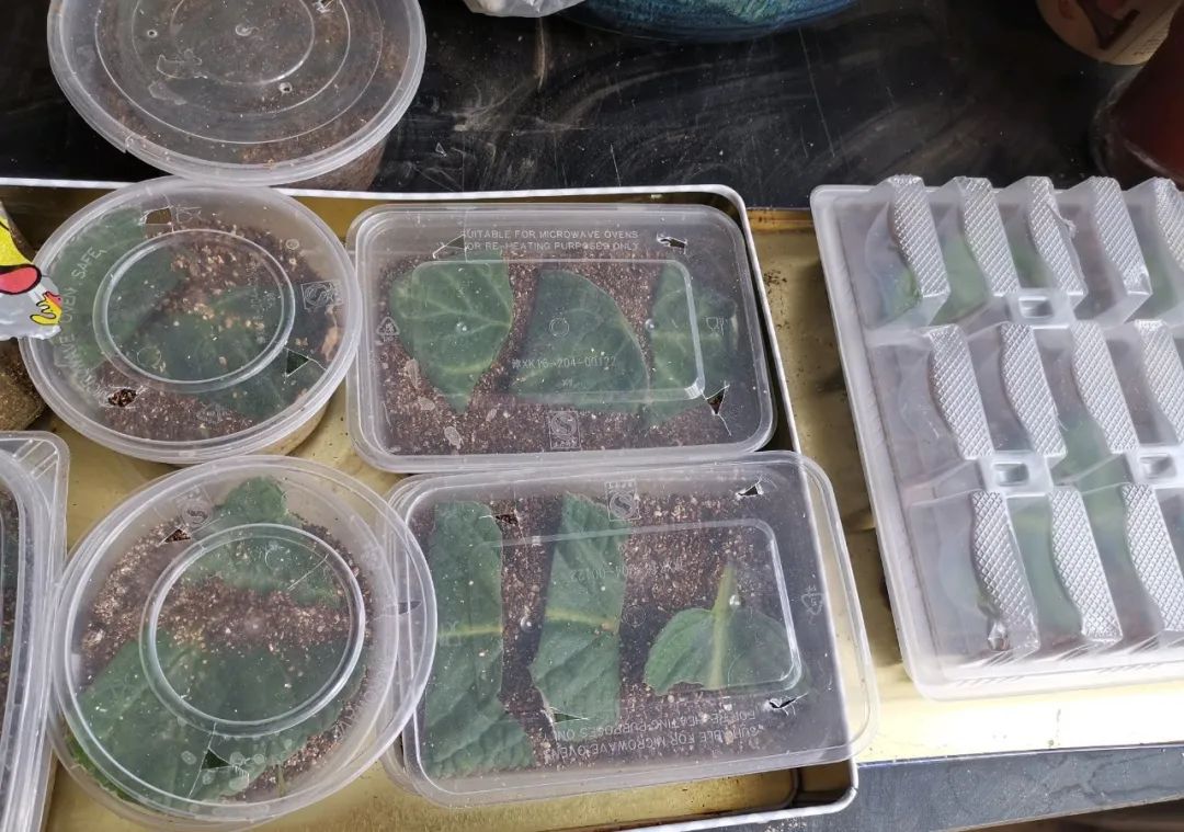 羡煞旁人和羡煞旁人_羡煞旁人_羡煞旁人意思