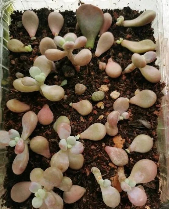 羡煞旁人和羡煞旁人_羡煞旁人_羡煞旁人意思