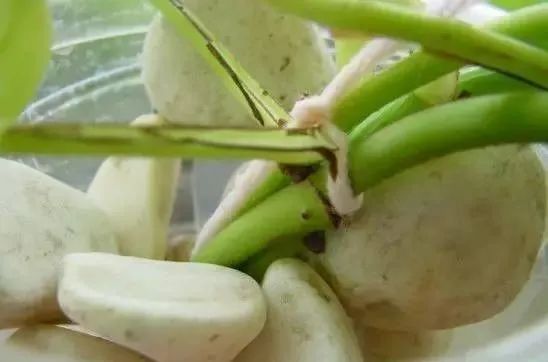 羡煞旁人意思_羡煞旁人_羡煞旁人和羡煞旁人