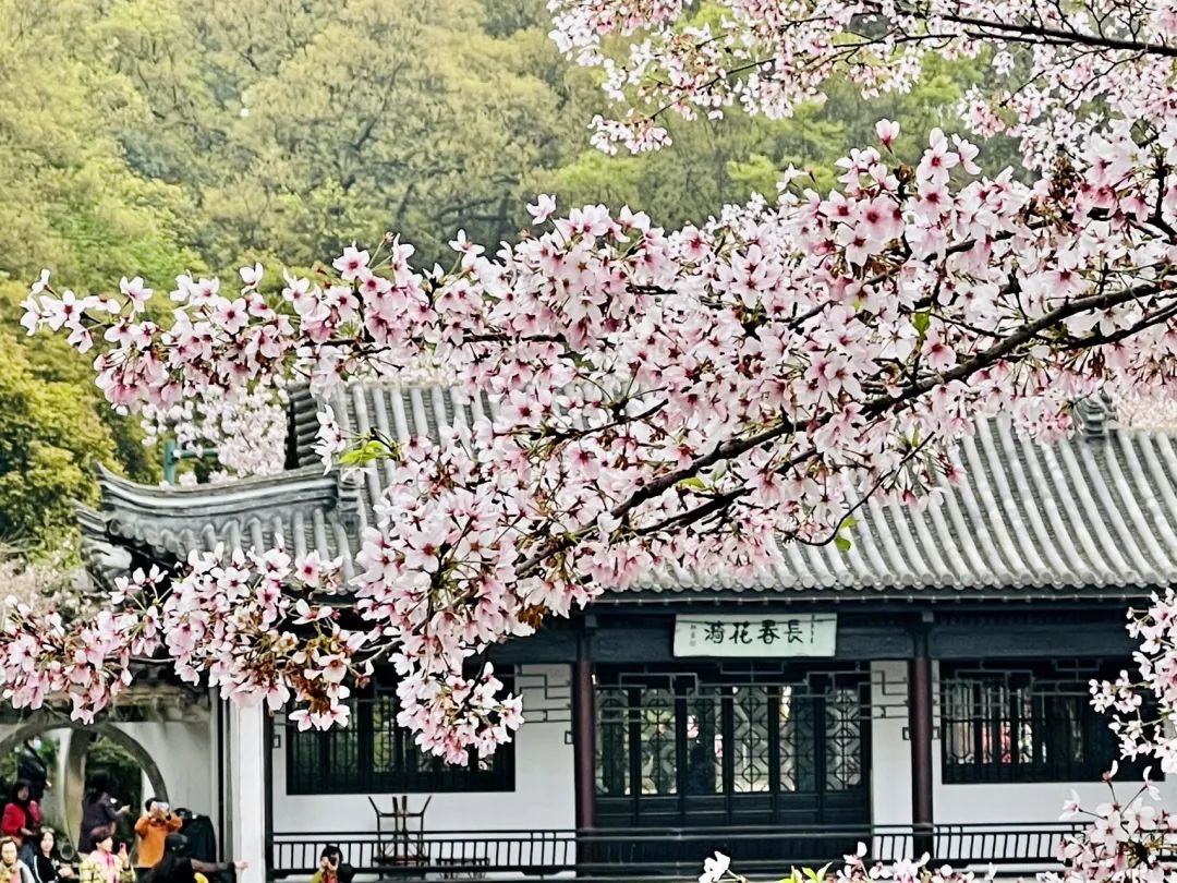 月下_月下独酌_月下说