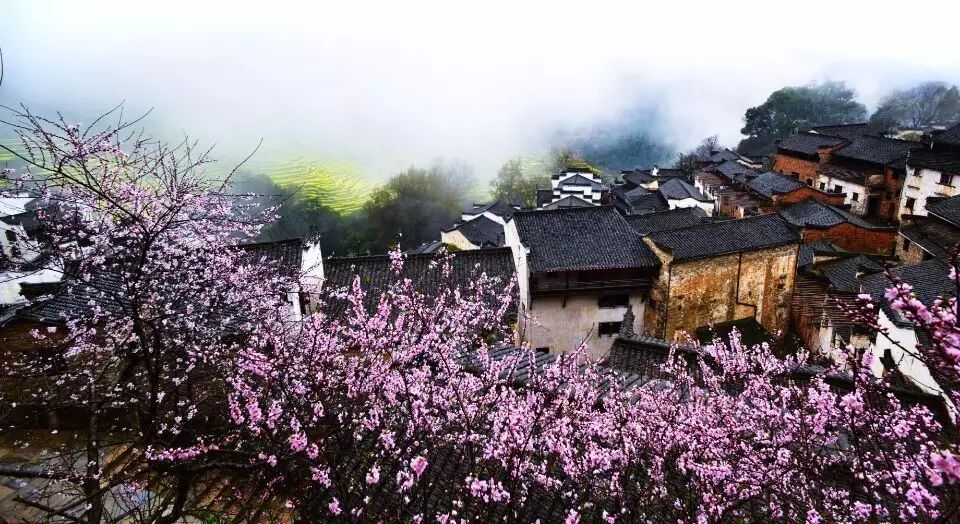 梨花带雨_梨花雨带手铐脚链_梨花雨带泪梨花