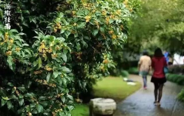 湖西子妹制造人是谁_西子湖_湖西子妹制造人