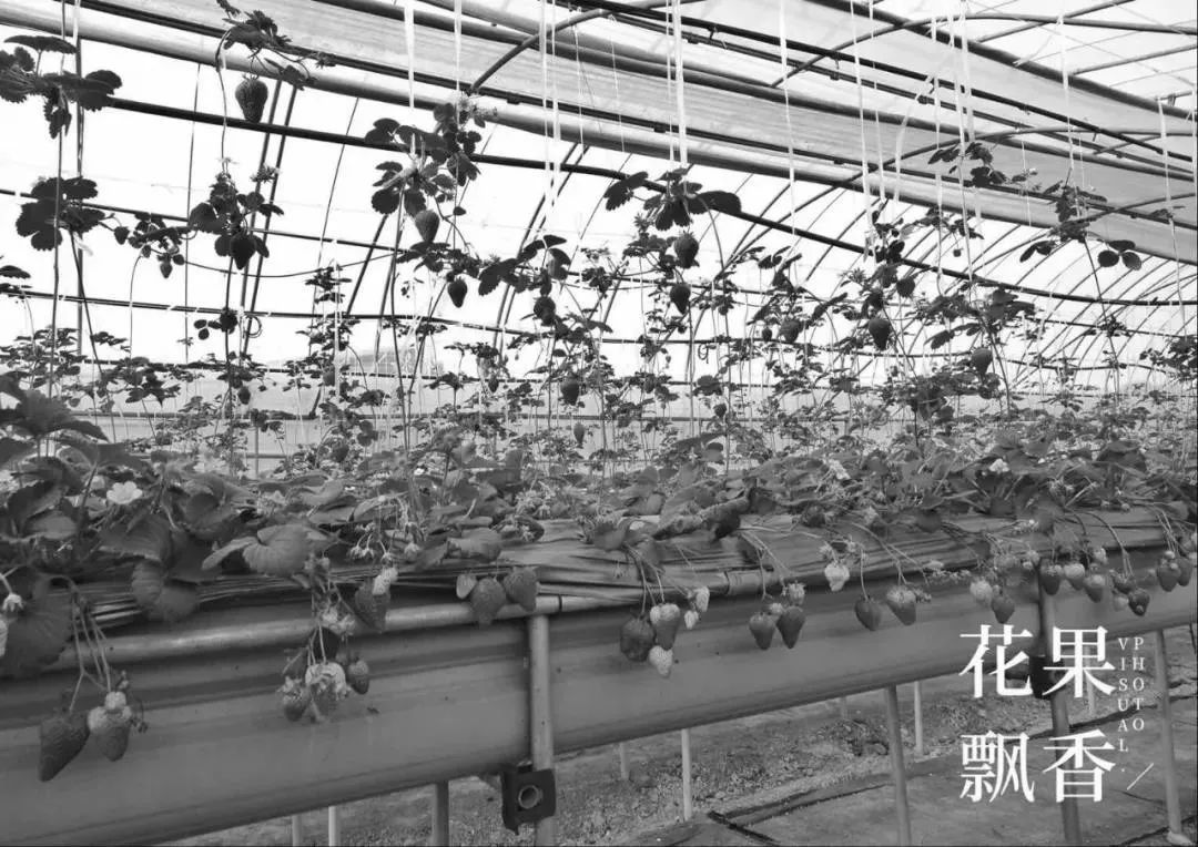 糜玉_糜言_糜