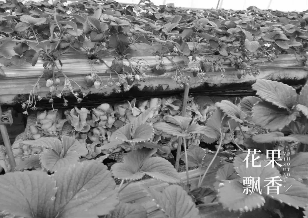 糜言_糜_糜玉