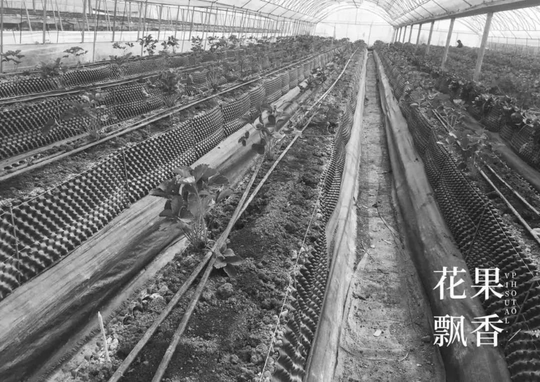 糜玉_糜言_糜
