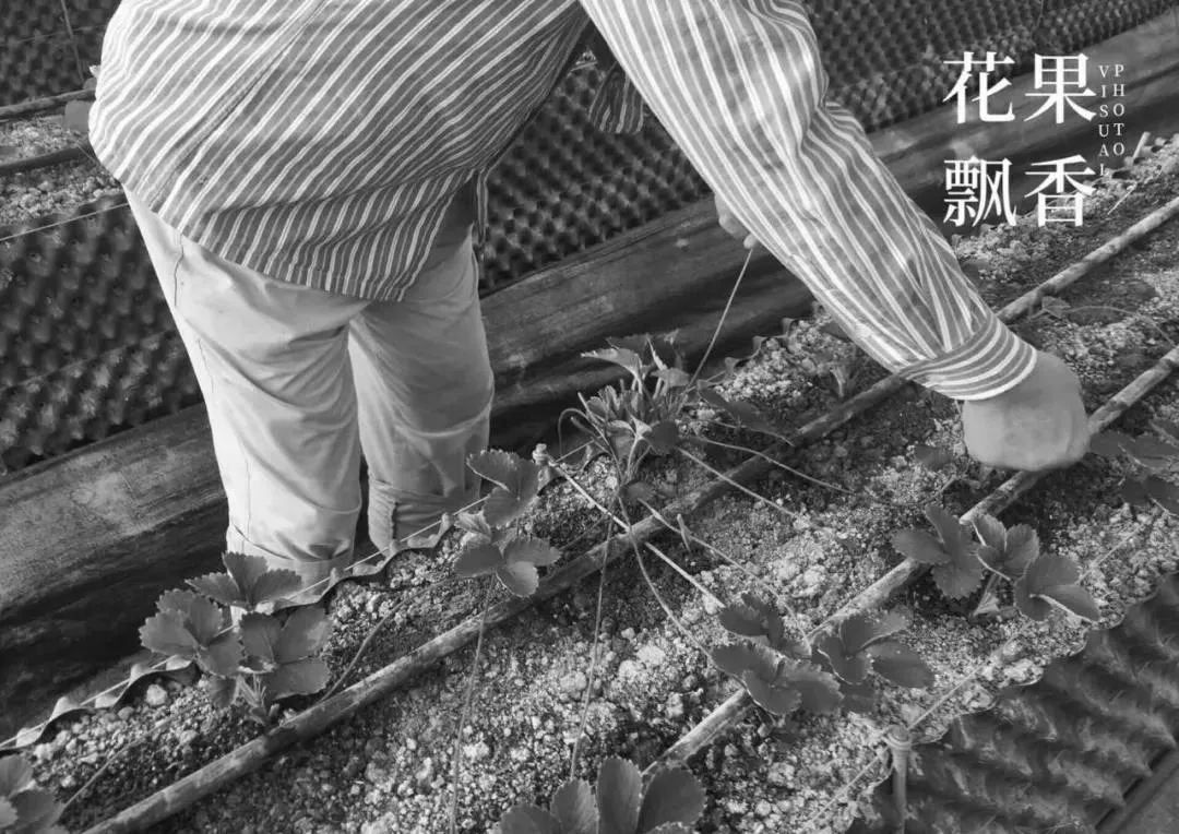 糜玉_糜言_糜