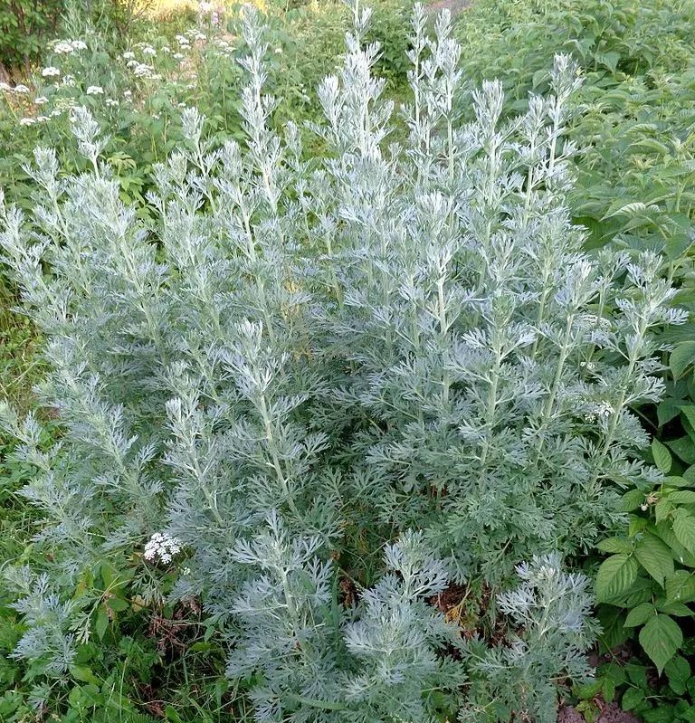 absinthespoon_absinthium_absinth