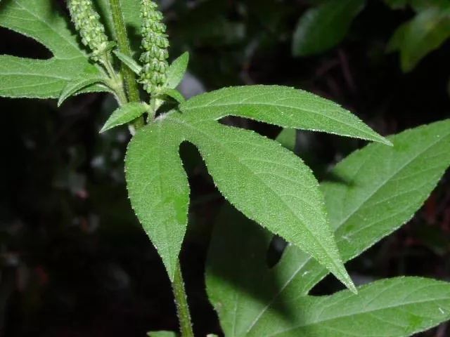 absinthium_absinthespoon_absinth