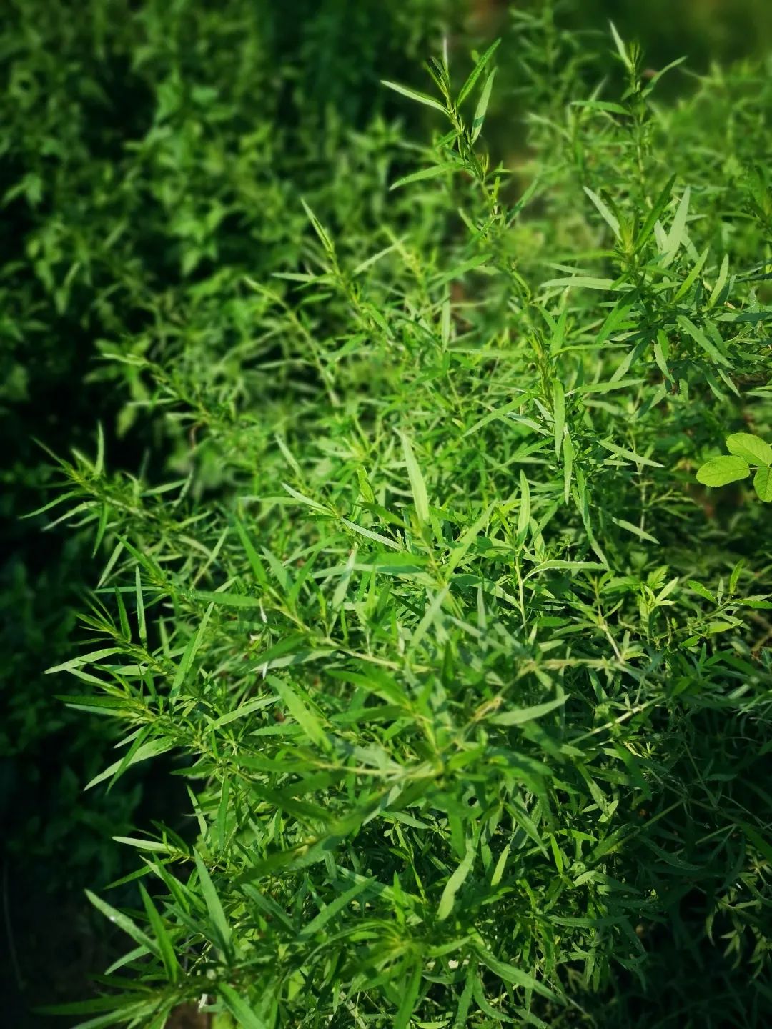 absinth_absinthium_absinthe的寓意