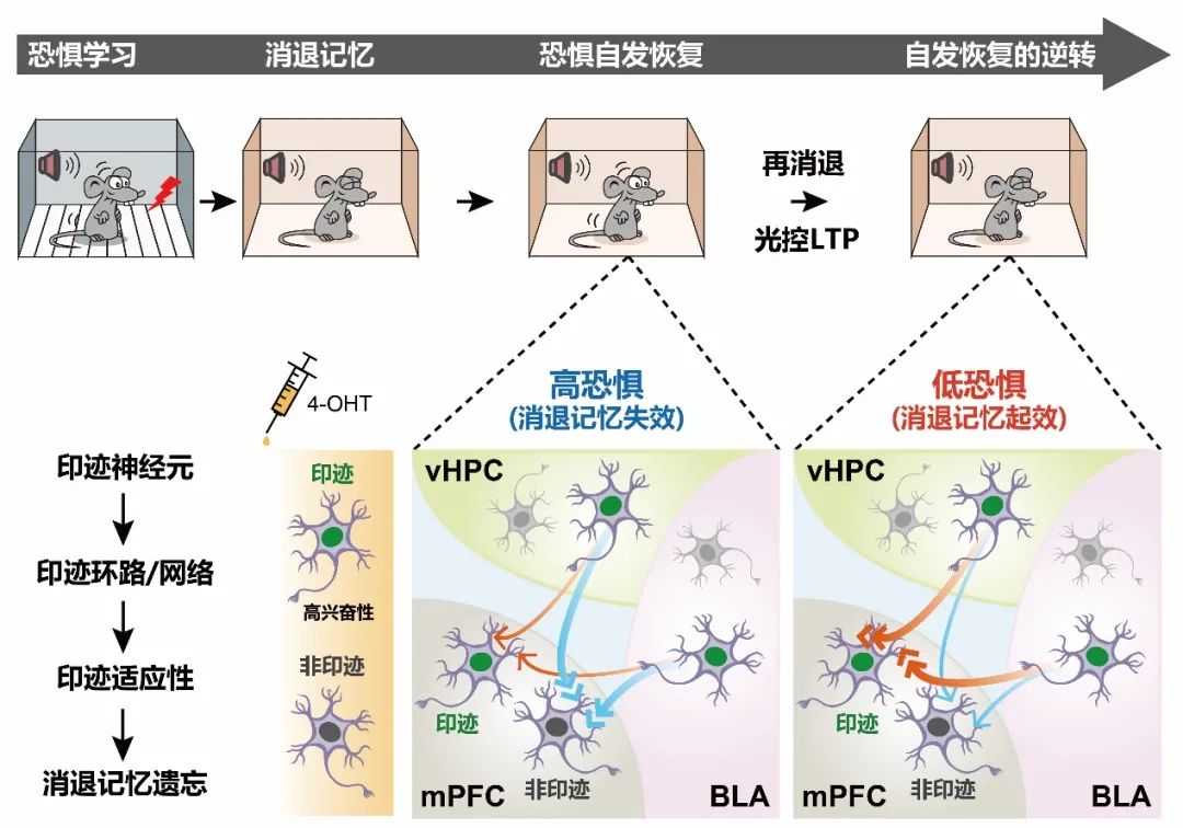 basolateral翻译_basolateral_basolateral
