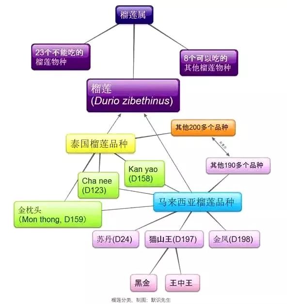 苏丹王电影叫什么_苏丹王_苏丹王榴莲好还是金枕榴莲好