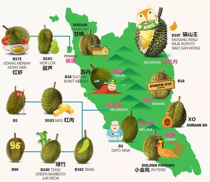 苏丹王榴莲好还是金枕榴莲好_苏丹王电影叫什么_苏丹王