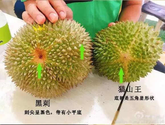 苏丹王_苏丹王电影叫什么_苏丹王榴莲好还是金枕榴莲好