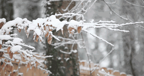 大雪封山_大雪封山蝉死八年_大雪封山的意思