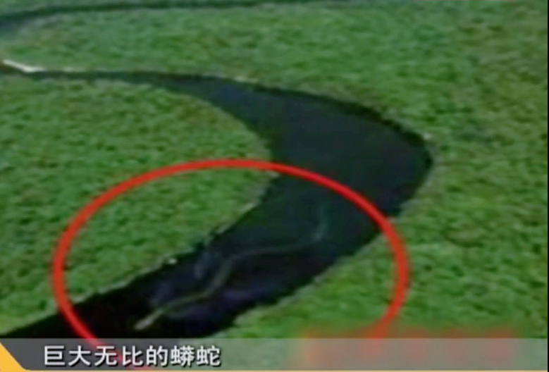 神龙岛岛主_神龙岛_神龙岛的传说