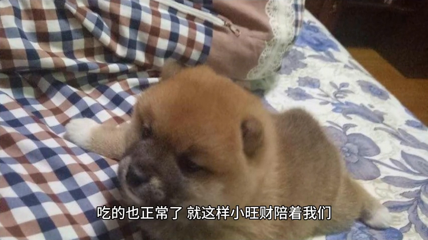一波三折_折星星_折耳根