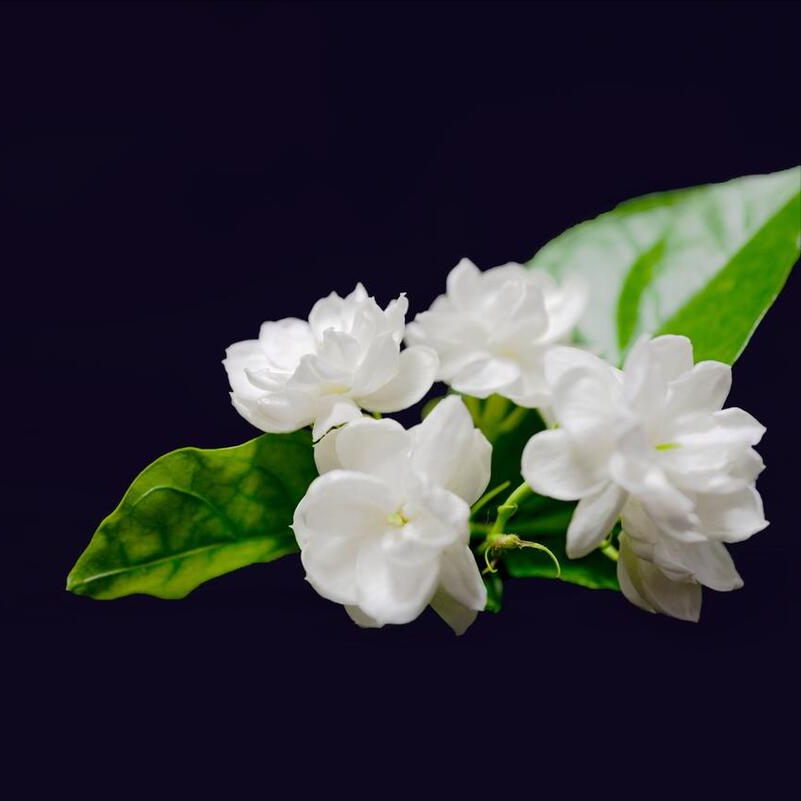 CherishingJoe_CherishingDan_cherishing