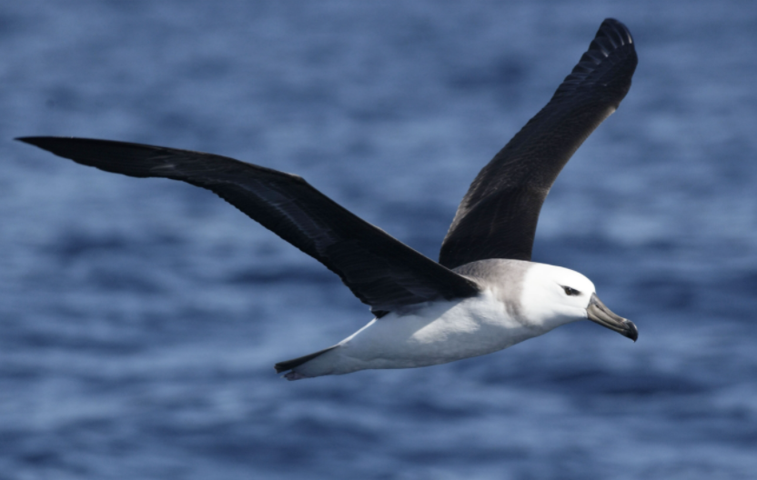 albatross的中文_Albatross._albatross